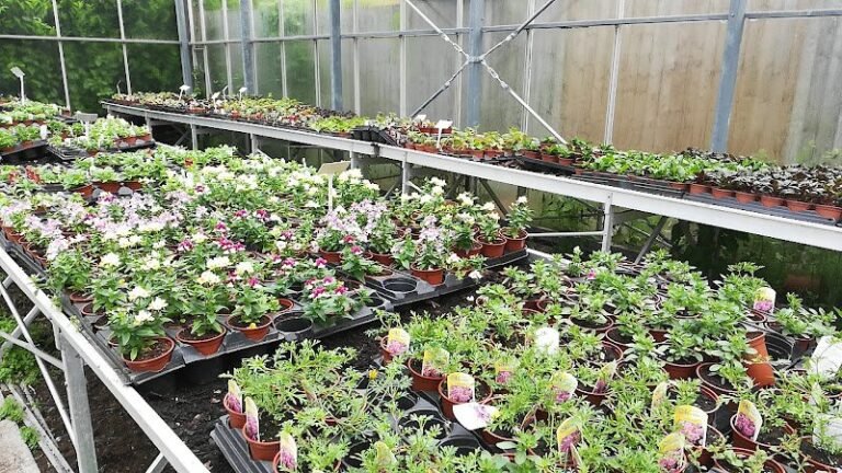 21175 beacon nurseries garden centre 1 768x432