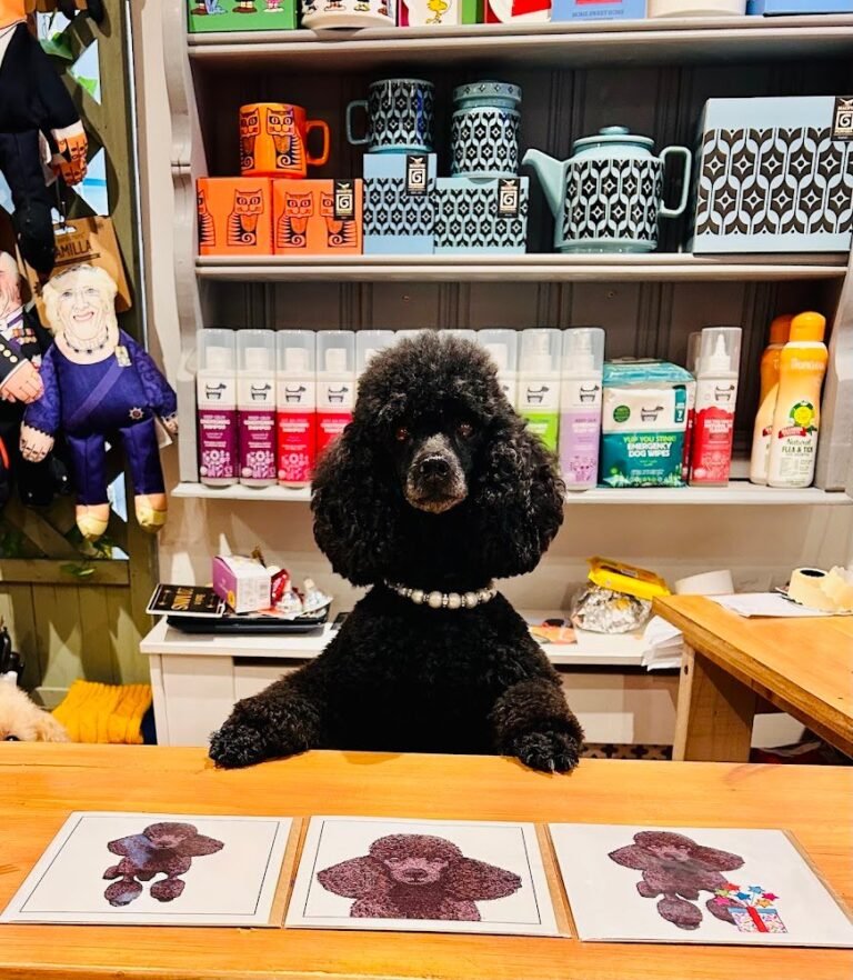 22720 kooky poodle 768x882
